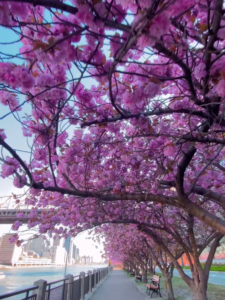 뉴욕에 찾아온 사랑스러운 봄 💘💝💖🌸 image 6