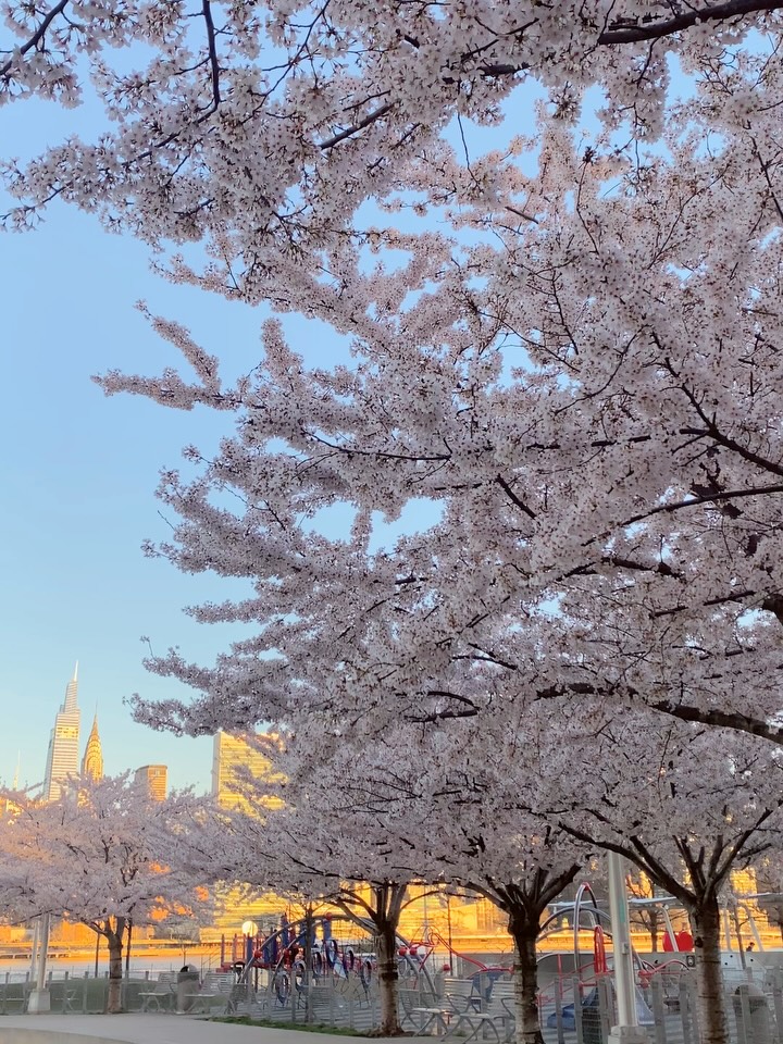 뉴욕에 찾아온 사랑스러운 봄 💘💝💖🌸 image 9