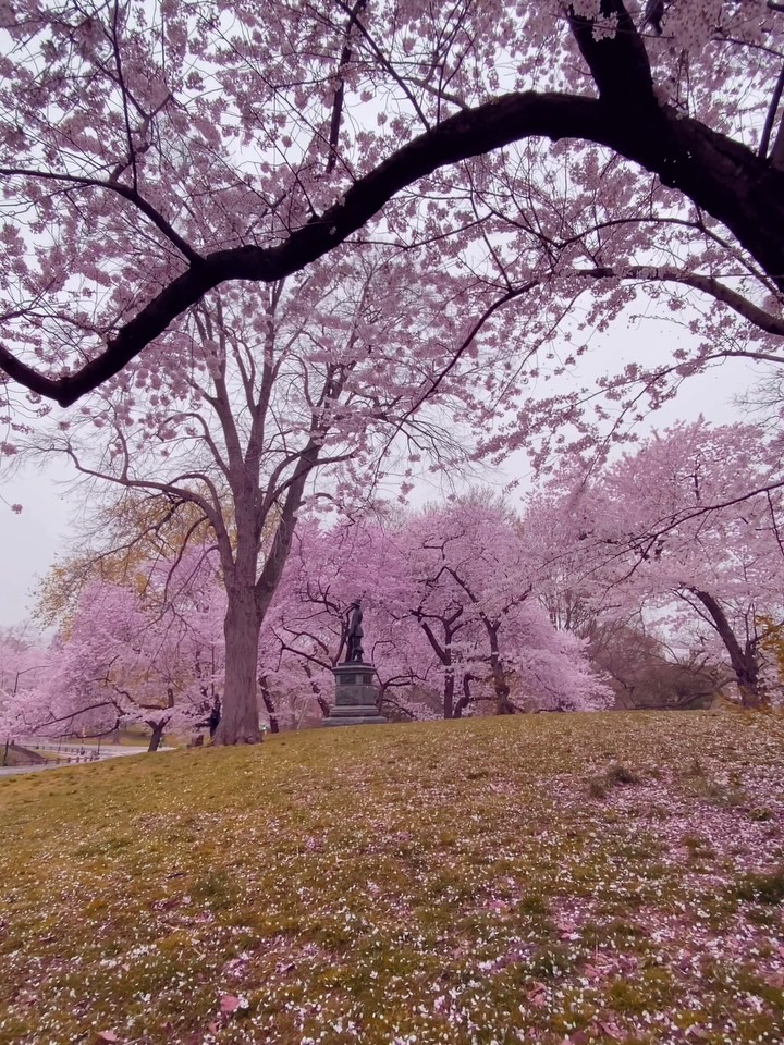 뉴욕에 찾아온 사랑스러운 봄 💘💝💖🌸 image 7