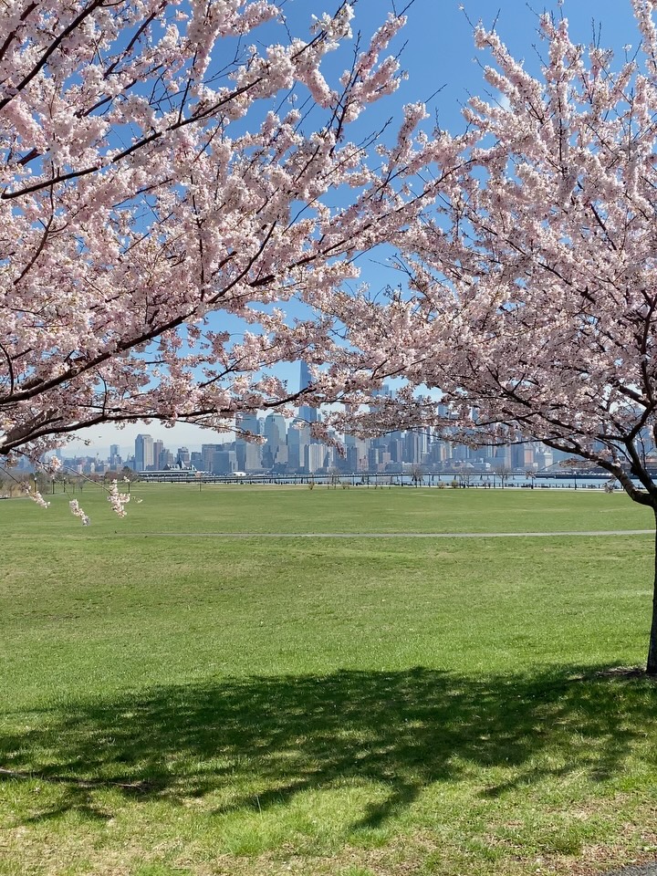 뉴욕에 찾아온 사랑스러운 봄 💘💝💖🌸 image 8