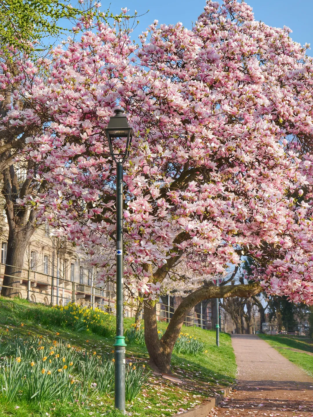프랑스 스트라스부르 🇨🇵 image 3