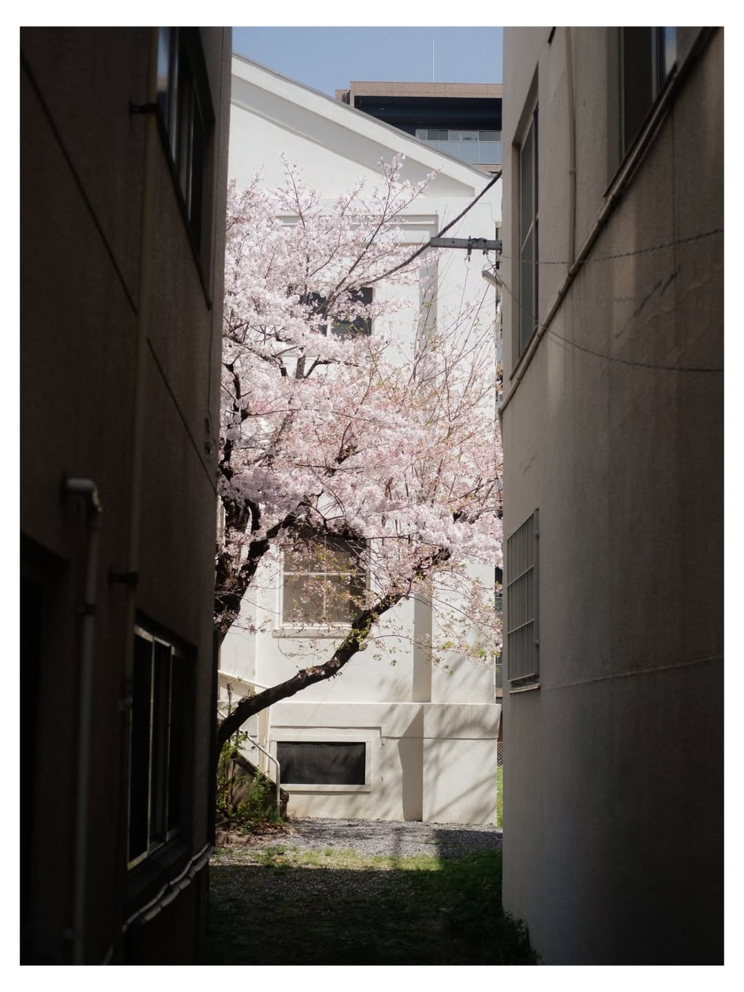 히로시마에 찾아온 봄 image 2