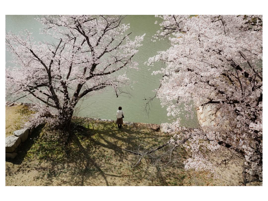 히로시마에 찾아온 봄 image 4