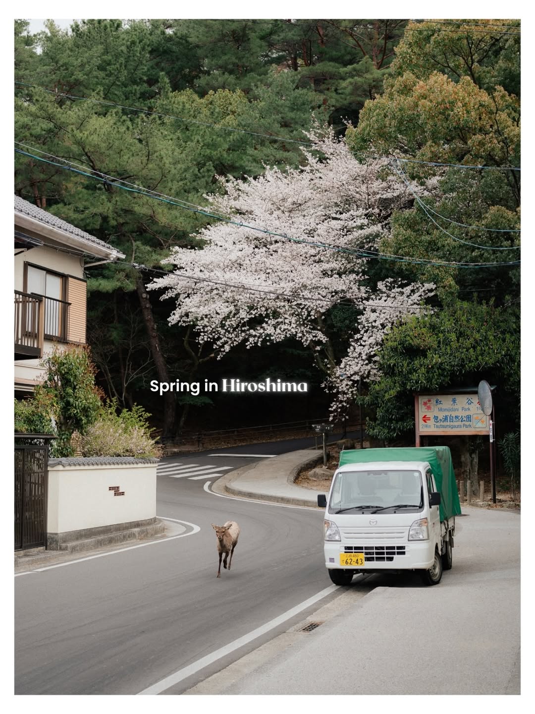 히로시마에 찾아온 봄 image 1