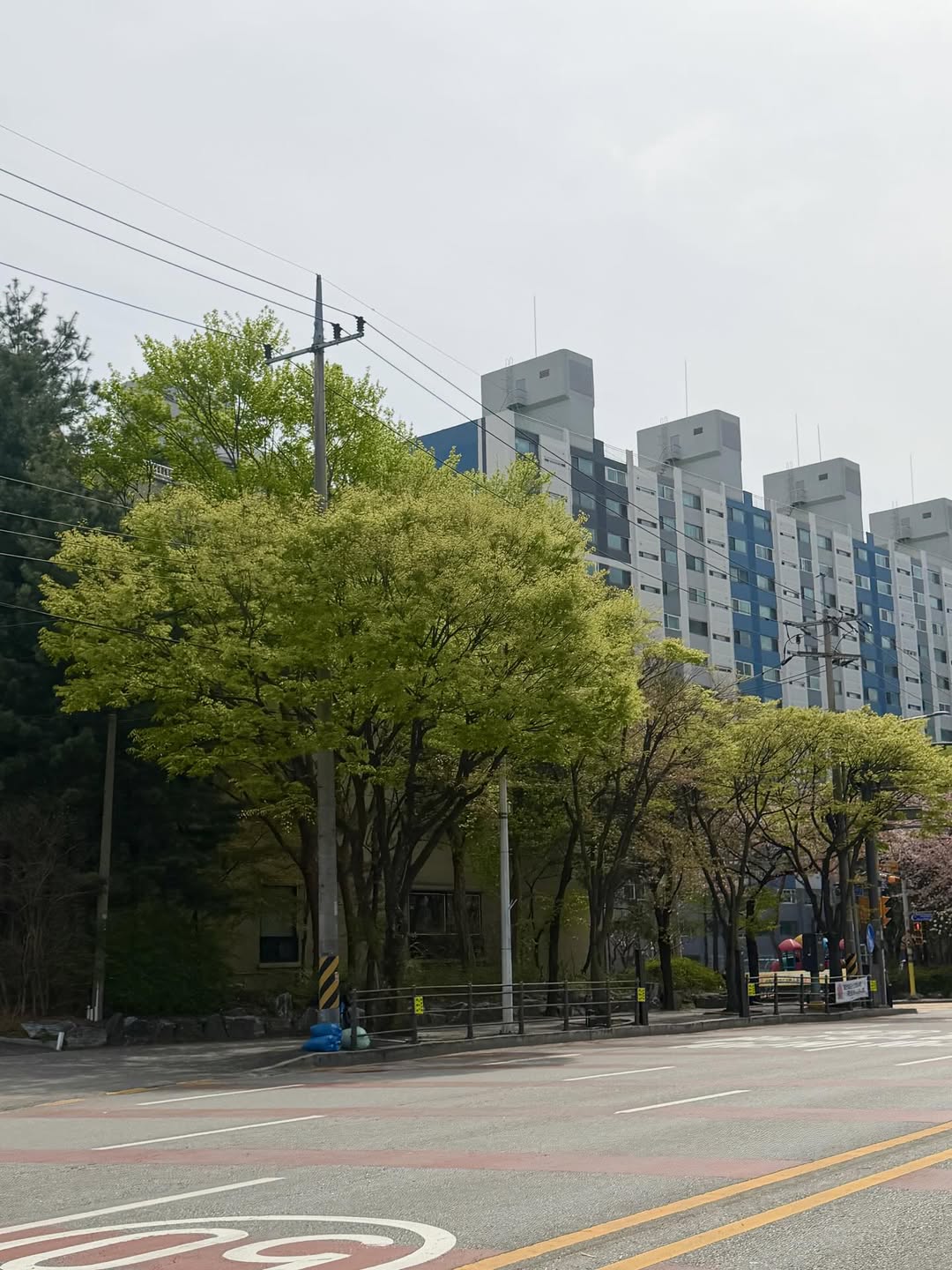 벚꽃 끝나니까 image 1