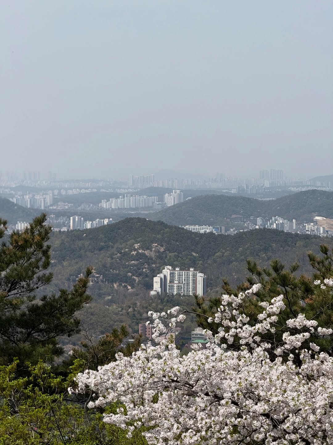 서울에서 맞이하는 나의 봄날 🌸 image 2
