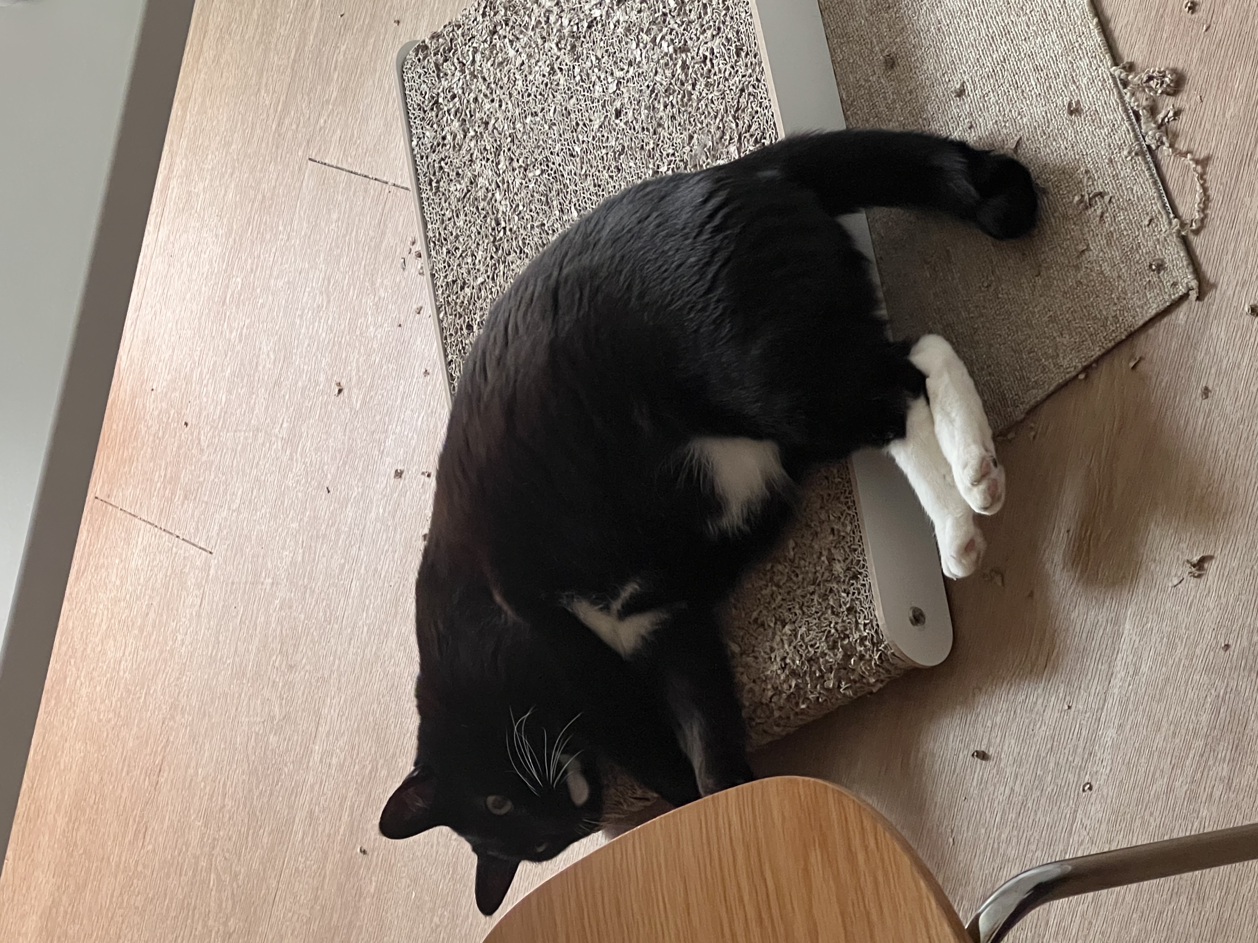 고양이 image 1
