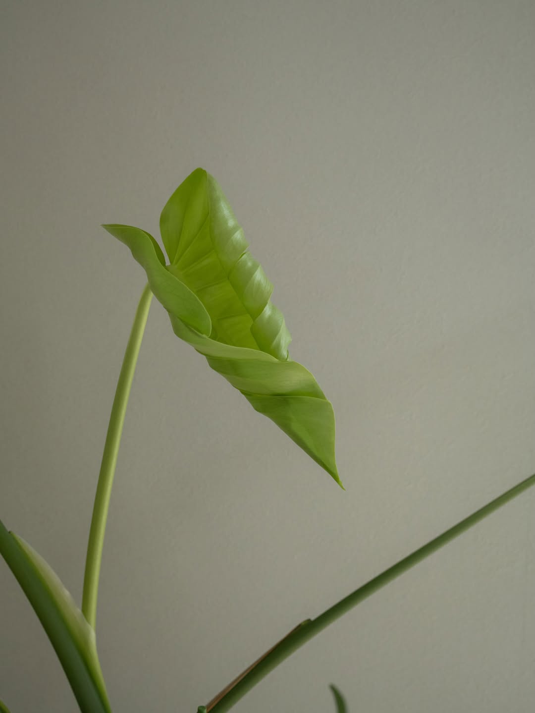 나만의 공간 🌿 image 3